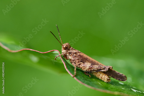 Close-up view of grasshopper on a leaf
