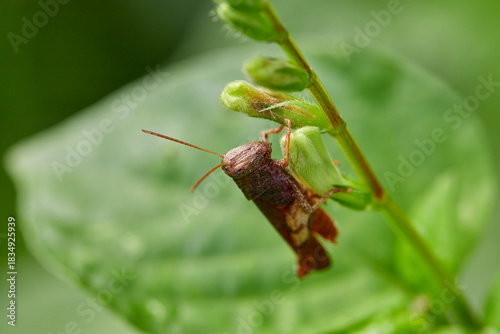 Close-up view of grasshopper on a leaf