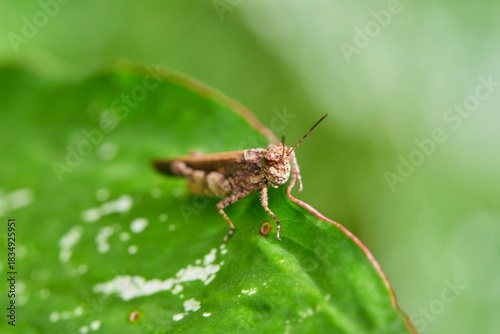 Close-up view of grasshopper on a leaf