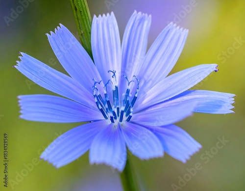 Close-up of a vibrant, delicate, light-blue blossom with radial petals, against a blurred green and yellow background