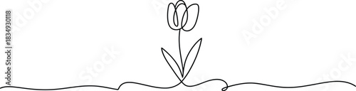 An elegant single line drawing illustrates a tulip flower emerging from a graceful looping ground