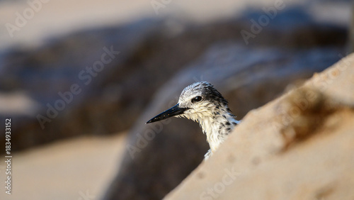 Schilderij op canvas Wet Bridled Tern drying wings on a sandy beach, hiding behind a sand dune