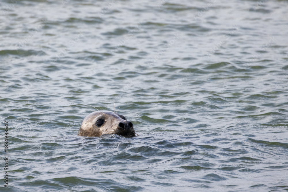 Fototapeta premium A majestic seal gracefully surfaces in the serene and tranquil waters, highlighting the beauty of marine wildlife