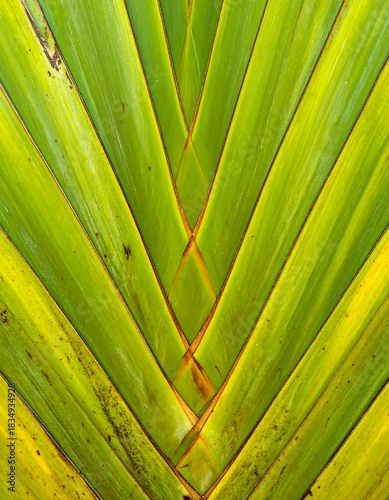 Close-up of a vibrant green and yellow fan-shaped leaf with symmetrical, geometric patterns and subtle color variations