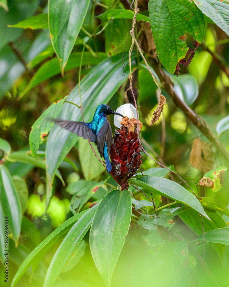 Naklejka premium Loten's sunbird feeds on a tropical forest flower surrounded by lush green foliage