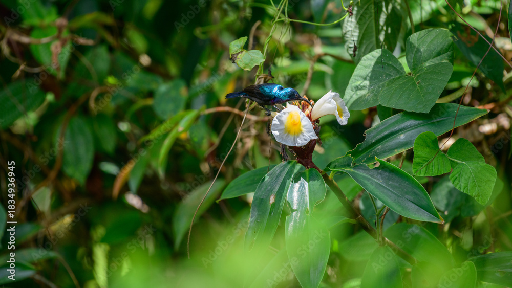 Naklejka premium Loten's sunbird feeds on a tropical forest flower surrounded by lush green foliage