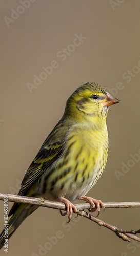 Small yellow green bird with dark streaking perches on a branch.