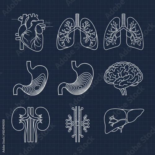 Human Anatomy Blueprint Line Icons Set – Heart, Lungs, Brain, Kidney, Stomach, Liver

