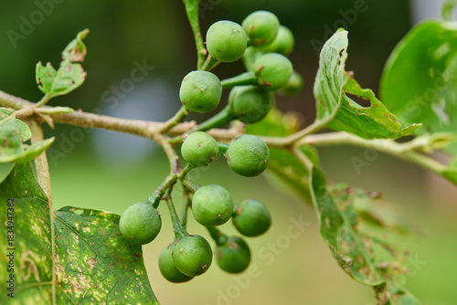 Bunch of fresh pea eggplant growing on tree branch
