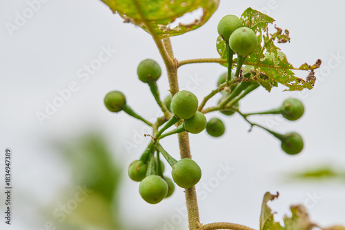 Bunch of fresh pea eggplant growing on tree branch