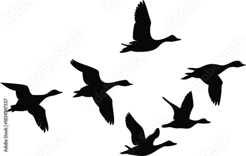 A flock of black birds are flying in a formation across a white