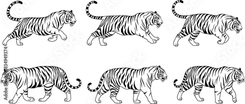 Tiger walking illustration set, wild animal artwork, big cat motion sequence, detailed tiger drawing, wildlife predator graphic, black and white vector