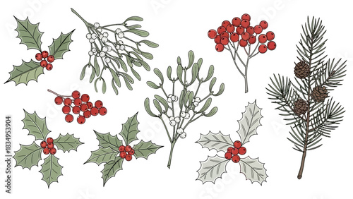 Festive botanical illustration featuring traditional winter foliage and berries assortment