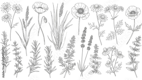 Botanical line art pattern featuring meadow plants, flowers, and herbs sketched in detail