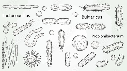 Detailed Hand-Drawn Illustration of Various Bacterial Forms and Classifications