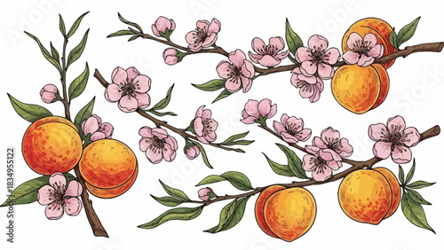 Hand-drawn peach tree branches with ripe fruits and delicate flowers decoration