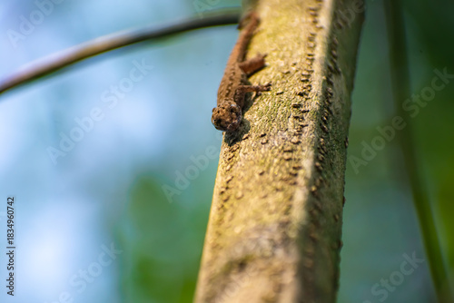 The common house gecko is a gecko native to South and Southeast Asia and Near Oceania. It is also known as the Asian house gecko, Pacific house gecko, wall gecko, house lizard, and moon lizard.