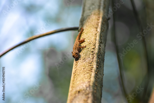 The common house gecko is a gecko native to South and Southeast Asia and Near Oceania. It is also known as the Asian house gecko, Pacific house gecko, wall gecko, house lizard, and moon lizard.