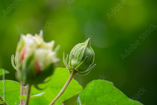 Hibiscus mutabilis, also known as the Confederate rose, Dixie rosemallow, cotton rose or cotton rosemallow, is a plant long cultivated for its showy flowers.