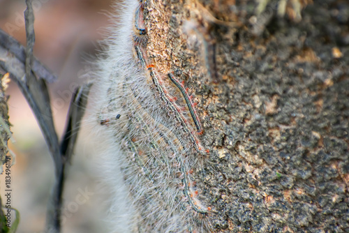 The forest tent caterpillar moth is a moth found throughout North America, especially in the eastern regions.