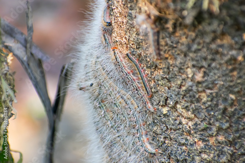 The forest tent caterpillar moth is a moth found throughout North America, especially in the eastern regions.