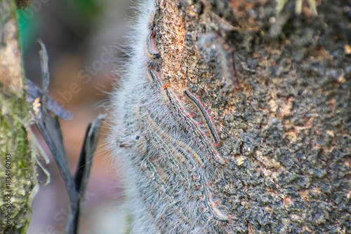 The forest tent caterpillar moth is a moth found throughout North America, especially in the eastern regions.