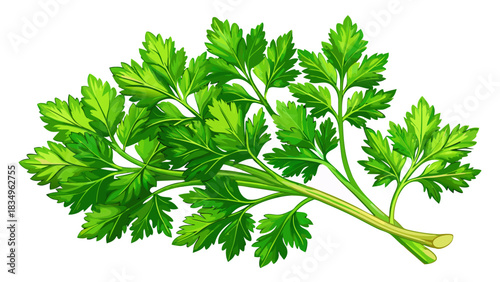 A fresh vibrant bunch of parsley placed on a clean white background. Crisp green leaves with detailed texture, perfect for culinary design, healthy food concepts, and ingredient presentations