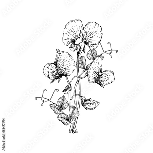 A delicate botanical vector illustration of sweet pea flowers and leaves. Ruffled petals, slender stems, and curling tendrils. The detailed linework in a classic vintage style. Painted by black inks.