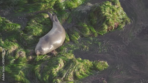 Juvenile Elephant Seal Resting on Bright Green Seaweed as Waves Wash Over