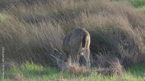 Young Buck Deer Grazing and Looking Up in Coastal Grassland