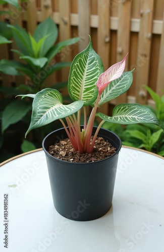 Alocasia pink dragon plant grows in black pot outdoor. Home gardening of decorative houseplant with rich green leaves. Foliage of Alocasia baginda plant in daylight on white table.