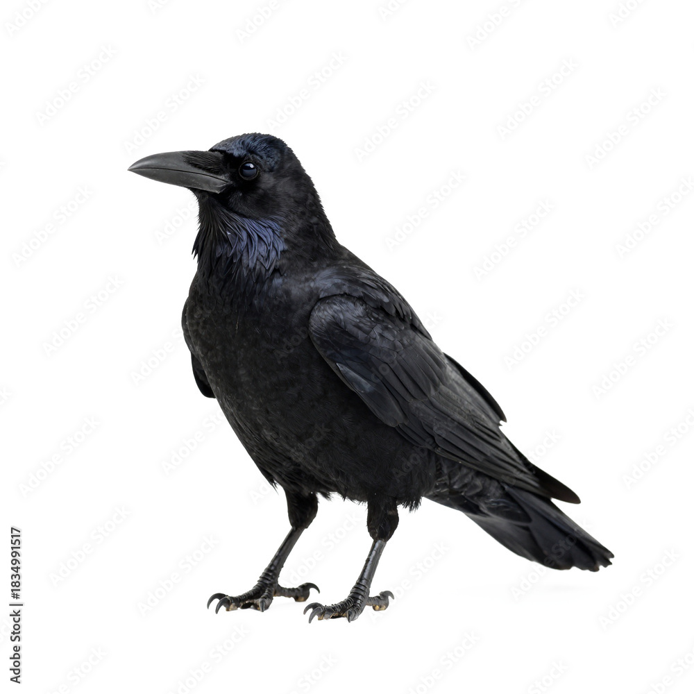 Fototapeta premium crow on a white background