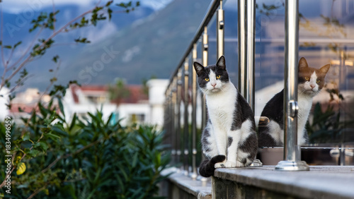 Valokuva Black And White Cat Sitting On Balcony Railing With Reflection In Glass, City Vi
