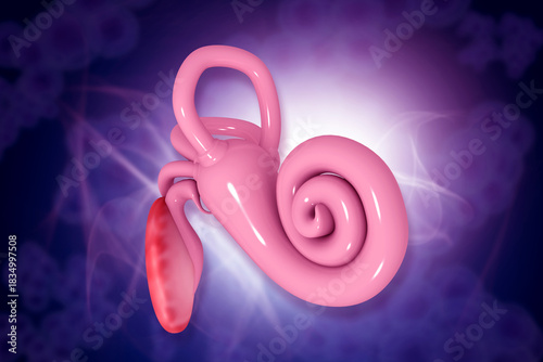 Obraz na plátně Anatomy of the human inner ear, showing the cochlea for hearing and the semi-circular canals for balance