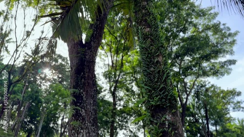 Lush green forest scene featuring epiphytic plants growing on tree trunks under a clear sky. Cinematic Nature video