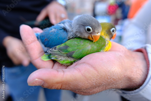Two Baby Lovebirds Resting in a Human Hand – Close-Up of Colorful Parrot Chicks