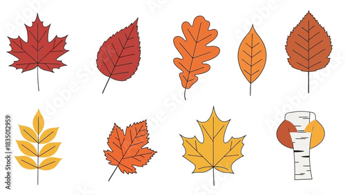 Colorful autumn leaves of various trees illustration showing seasonal change vector art