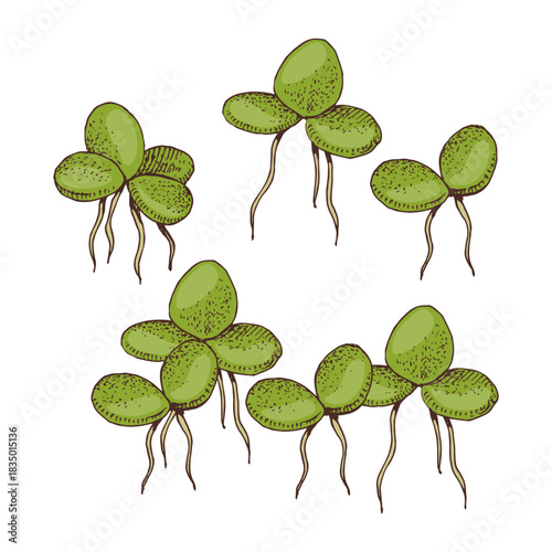 Duckweed hand drawn vector illustration