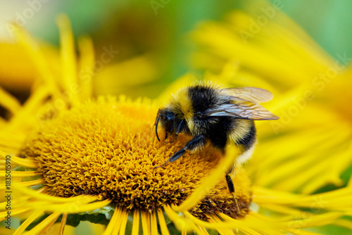 Close up of bumblebee pollinating yellow flower
