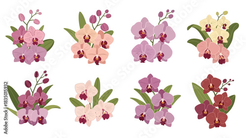 Elegant orchid flower set illustration offering diverse color variations and blooming stages for
