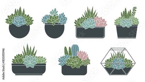 Elegant succulent arrangements, vector illustration of diverse potted plants ideal for botanical