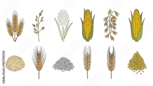 Illustrative depiction showcasing a diverse assortment of cereal grains and staple crops