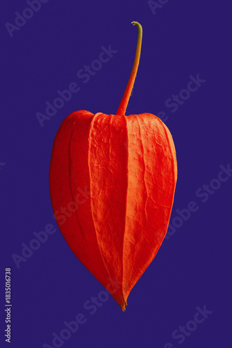 Close up of bright orange physalis floating against vibrant blue background

