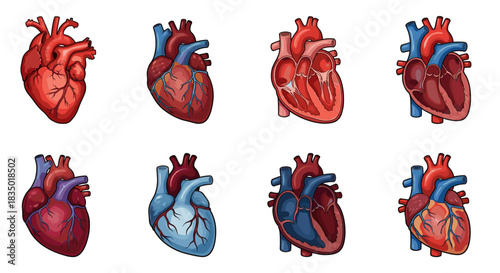 A collection of eight detailed anatomical illustrations of the human real heart, showing various views and cross-sections.