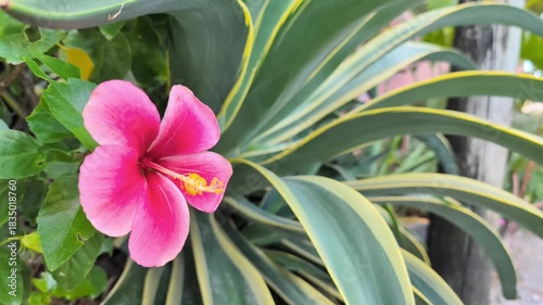風に揺れるハイビスカス　南国の植物