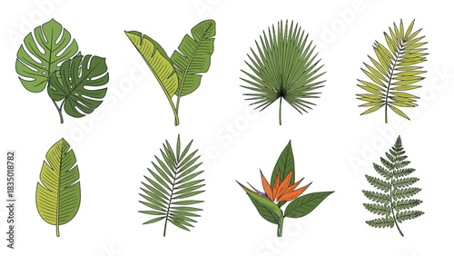 Tropical foliage collection with vibrant green leaves and botanical diversity beautifully presented