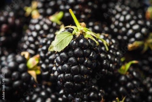 Selective focus on a single blackberry on a berries background. Shot from above. Shallow depth of field.