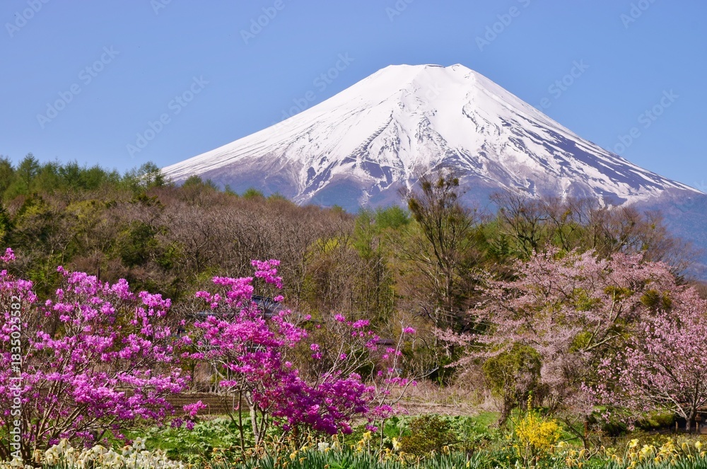 Fototapeta premium 満開の桜と富士山