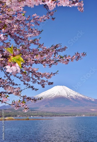 満開の桜と富士山