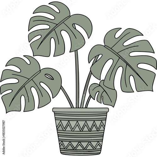 Monstera Deliciosa Plant With Large Green Leaves In A Decorative Grey And White Patterned Pot Isolated On A Black Background Simple Vector Illustration